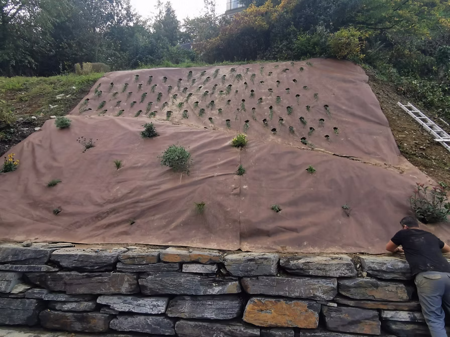 Plantation de talus